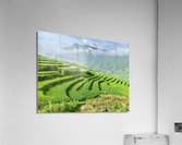 Rice Fields Going Down Acrylic Print