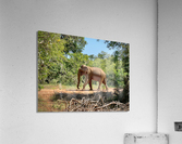 Elephant in the Wild Acrylic Print