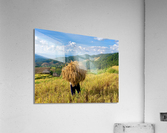 Behind the Rice Acrylic Print