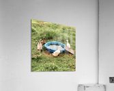 Ducks Plastic Pool Acrylic Print