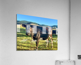 Cow Look Acrylic Print