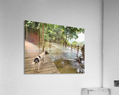 Dog Looking at the Horizon Acrylic Print