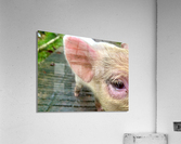 Pig Eye Acrylic Print
