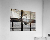 Locked Up Acrylic Print