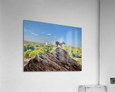 Downward Facing Dog Acrylic Print