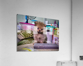 Furry Puppy Acrylic Print