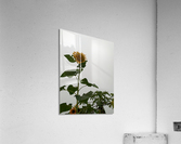 Mysterious Sunflower Acrylic Print