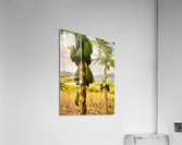 Papaya Trees Acrylic Print