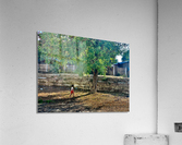 The Little Girl and the Tree Acrylic Print