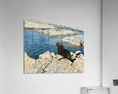 Seal Looking at a Distance Acrylic Print