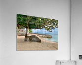 Tree on the Beach Acrylic Print