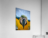 Macaws Close up Acrylic Print