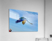 Macaws Acrylic Print