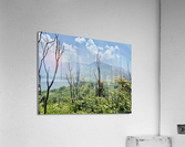 Mountains Behind the Branches Acrylic Print