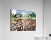 Fading Wood Acrylic Print