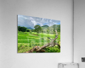 Beautiful Green Scenery Acrylic Print