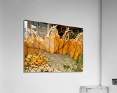Corn Hanging on the Fence Acrylic Print