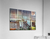 Dogs Looking Right Acrylic Print