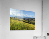 Beautiful Rice Field Acrylic Print