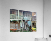 Dogs looking Left Acrylic Print