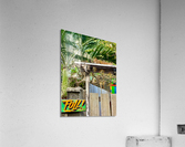 Full House Kitty Cat Acrylic Print