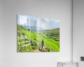 Looking Over the Rice Fields Acrylic Print