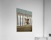 Sad Dog Behind Bars Acrylic Print