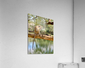Monkey on a Branch Acrylic Print
