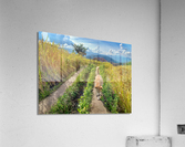 Vagabond Dog Impression acrylique