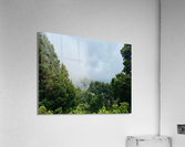 Foggy Forest Acrylic Print