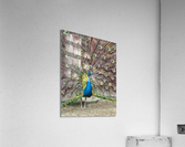 The Peacock Acrylic Print