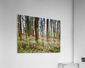 Through the Trees 2 Acrylic Print