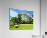 Giant Raintree 2 Acrylic Print