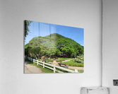 Giant Raintree 1 Acrylic Print