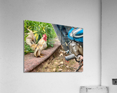 Rooster Bike Acrylic Print
