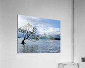 The Wanaka Tree New Zealand Acrylic Print