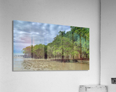 Mangroves Acrylic Print