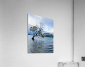 The Wanaka Tree New Zealand 2 Acrylic Print