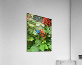 The Blue Butterfly Acrylic Print