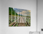 Wooden Walkway Acrylic Print