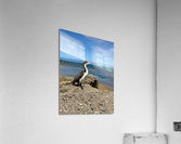 Bird Looking Straight Ahead Acrylic Print