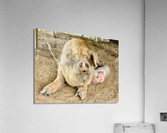 Hello Piggy Acrylic Print
