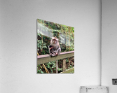 Mama Monkey Acrylic Print