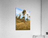 Palm Trees on the Hills Acrylic Print