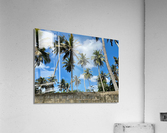 Palm Trees behind the Wall Acrylic Print