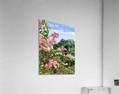 Pretty Pink Flowers Acrylic Print