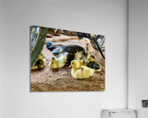 The Duck Family Acrylic Print