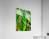 Caterpillar on a Leaf Acrylic Print