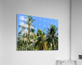 Palm Trees 2 Acrylic Print