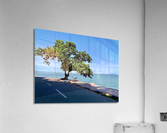 Tree in the Curve Acrylic Print